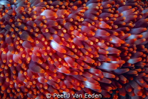 walking with brilliancy

The walking sea-anemone is uni... by Peet J Van Eeden 